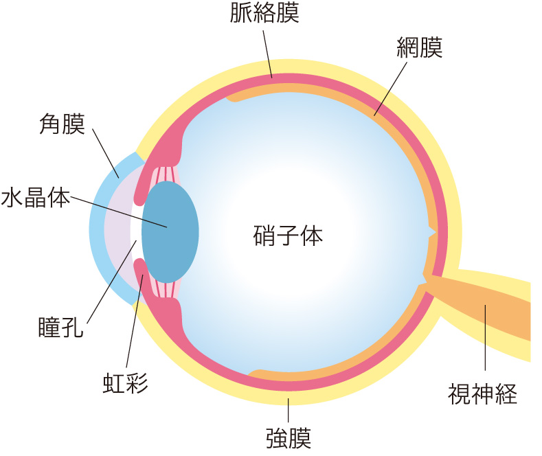 眼精疲労 ヴァーティー VATHIのフォト(大)